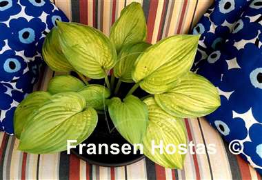 Hosta Laura Lanier